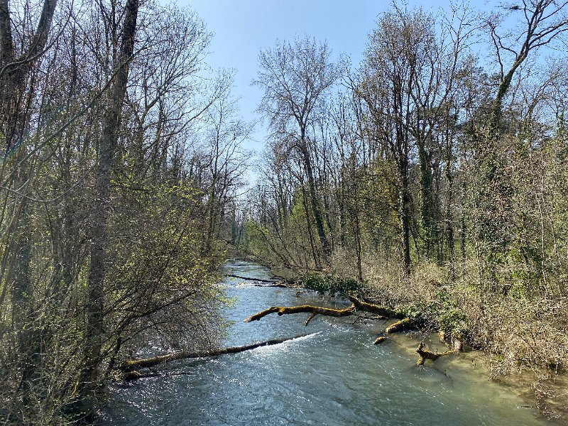 IMG_3802.jpg - Alte Aare im Auenwald