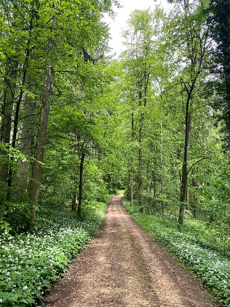 IMG_4084.jpg - Waldstrasse mit vielen Wasserfassungen