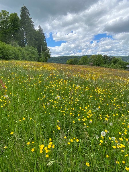 IMG_4098.jpg - Wiese bei Rein