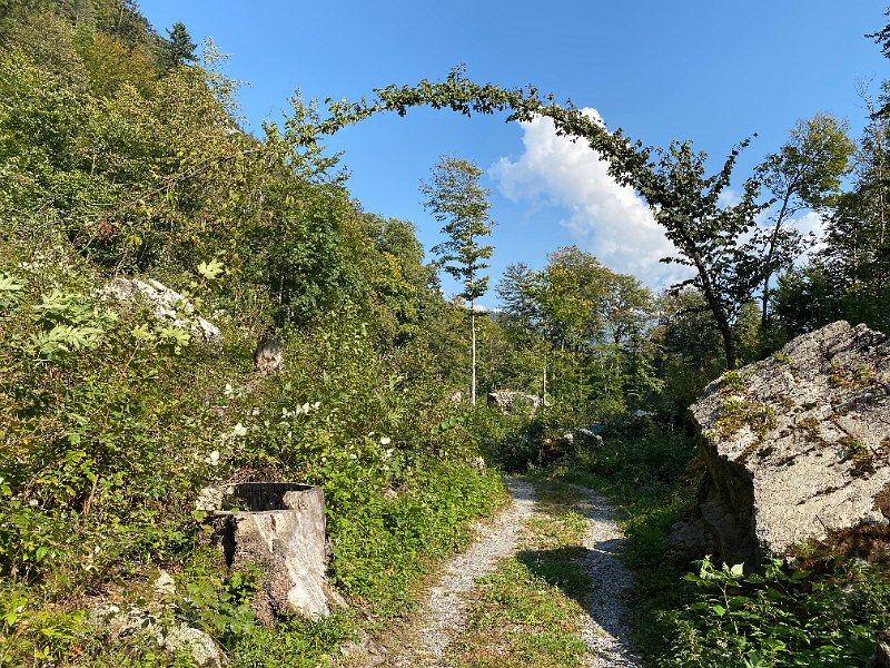 IMG_2486.jpg - Im Birglenwald