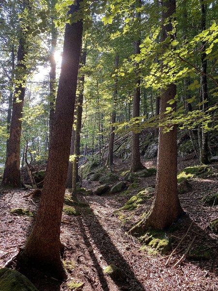 IMG_2500.jpg - Bergwald