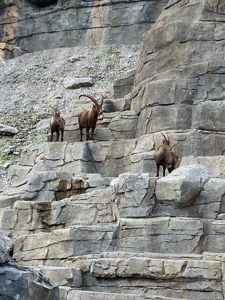 IMG_3468.jpg - Steinb�cke im Tierpark...