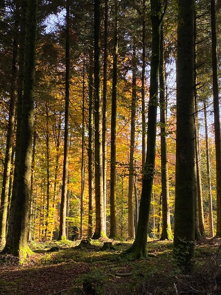 IMG_2920.jpg - Herbstwald bei Rothrist