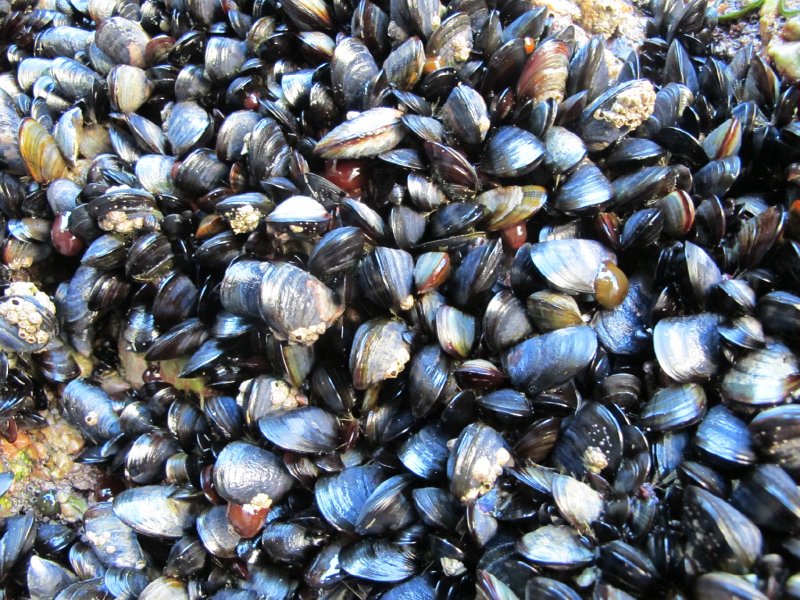 IMG_6741.jpg - Muscheln - � M. Wenger