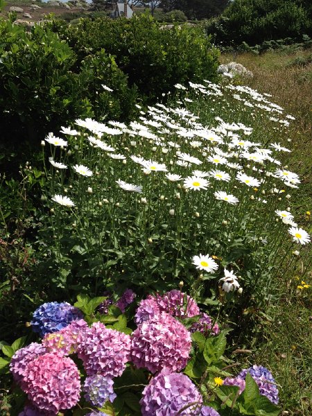 IMG_1365.jpg - Verwilderte Blumen