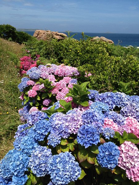 IMG_1367.jpg - Verwilderte Blumen