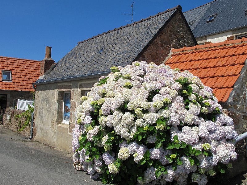 IMG_5935.jpg - Village de Ploumanac'h - � M. Wenger