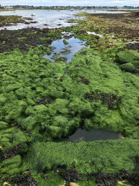 IMG_1390.jpg - Ile Berder (Larmor-Baden)