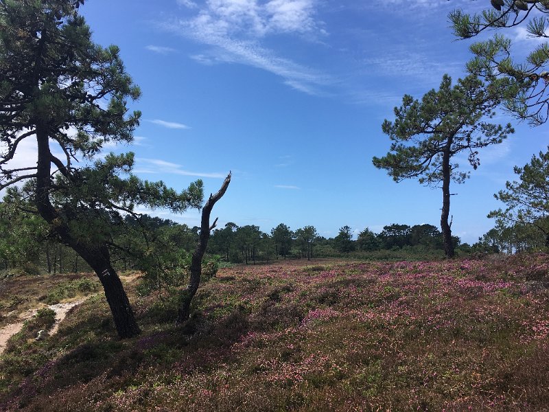 IMG_3816.jpg - Heide