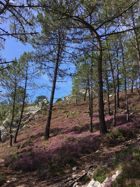 IMG_3818.jpg - Heide