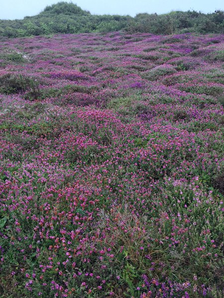 IMG_3866.jpg - Heide am Cap