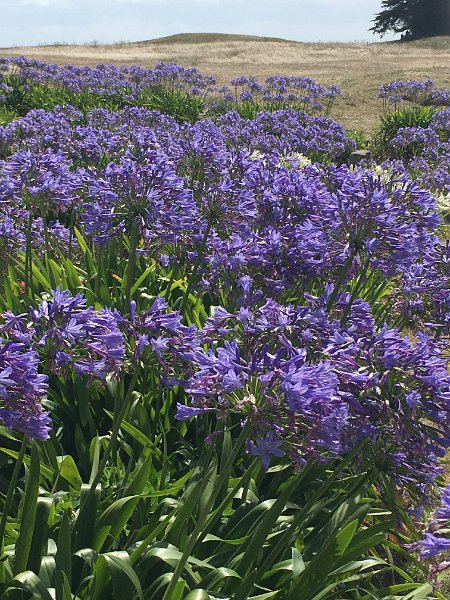 IMG_3697.jpg - Agapanthus