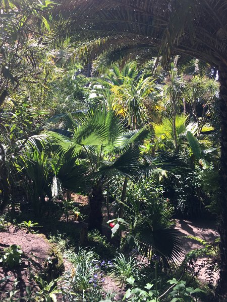 IMG_3702.jpg - ...tropical