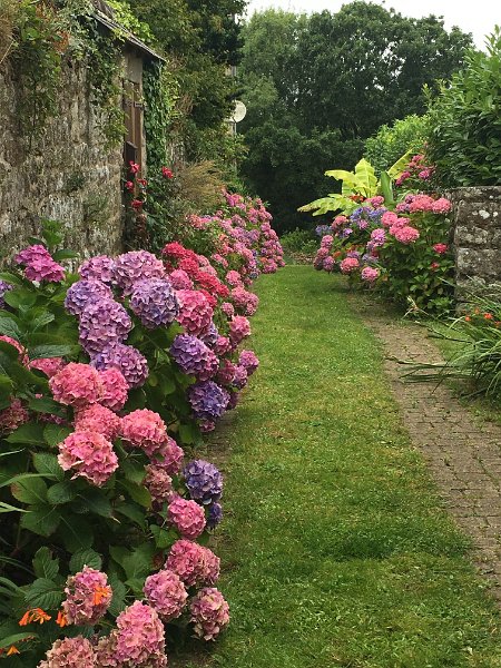 IMG_3967.jpg - Locronan: Blumenpracht