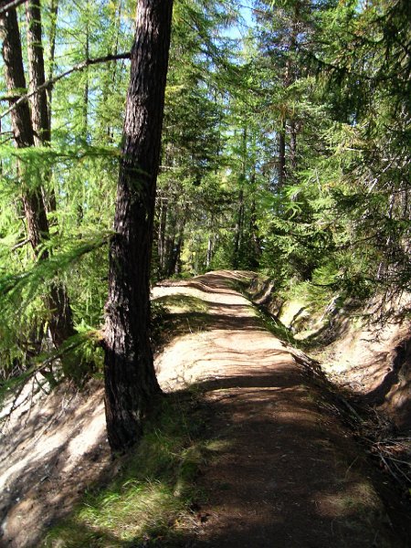 DSCN0678.jpg - L�rchenwald