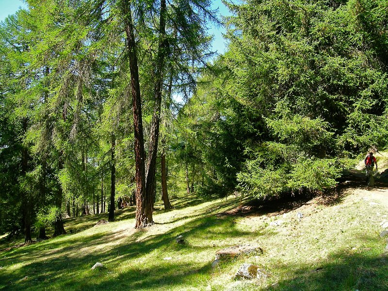 DSCN0730.jpg - Idyllische Lichtung oberhalb von Les Praz / Is�rables