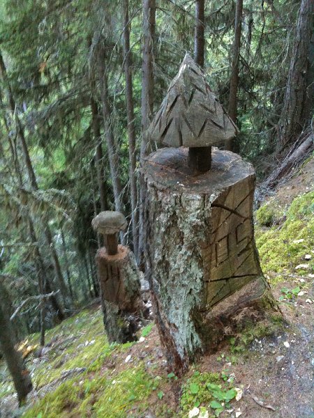 IMG_0648.jpg - Holzpilze