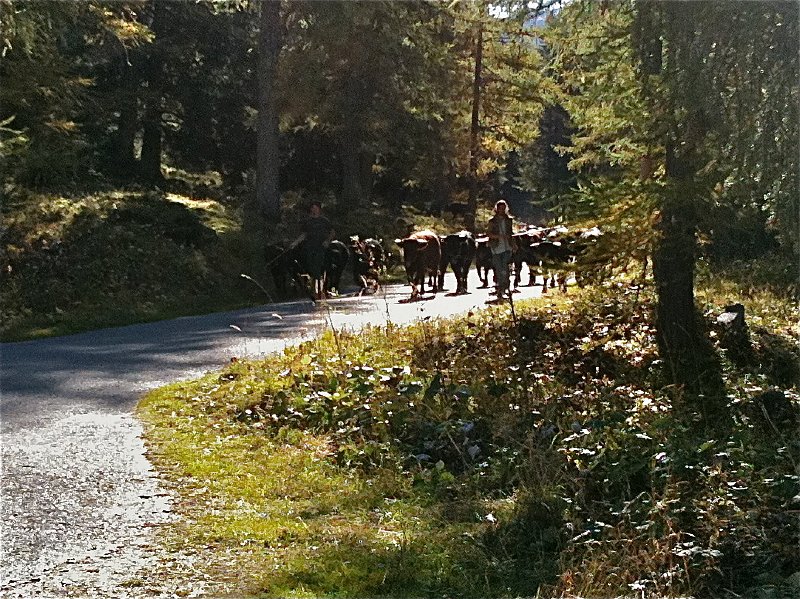 IMG_0707.jpg - Alpabzug