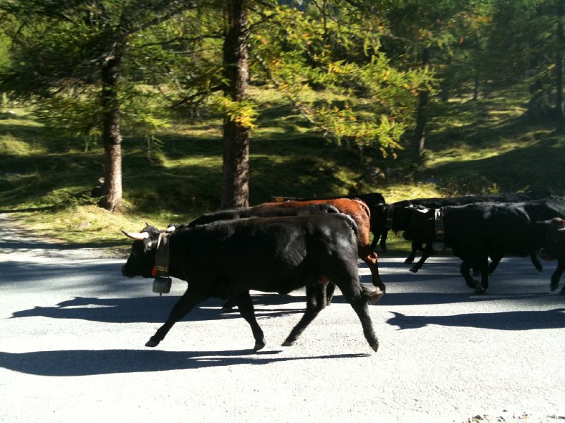 IMG_0708.jpg - Alpabzug