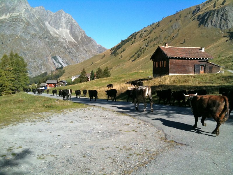 IMG_0710.jpg - Alpabzug bei Ferret