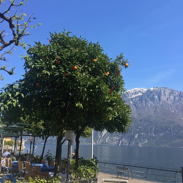 IMG_5484.jpg - Orangen in Limone
