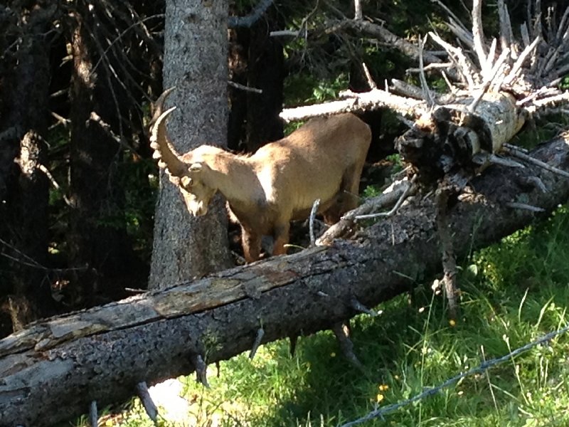IMG_3588.jpg - Sein Kollege:  Monsieur  Bouquetin