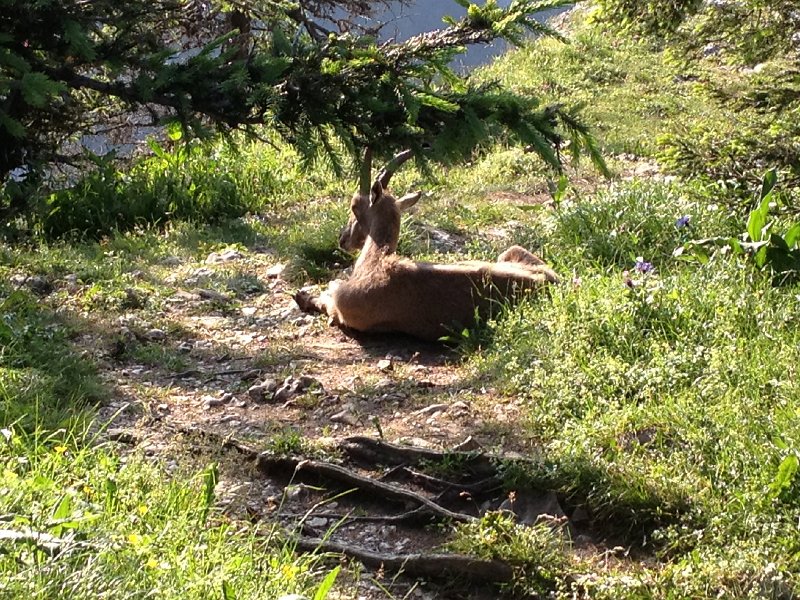 IMG_3596.jpg - Steinbock - ein Wiederk�uer