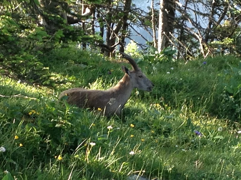 IMG_3597.jpg - �a rumine....