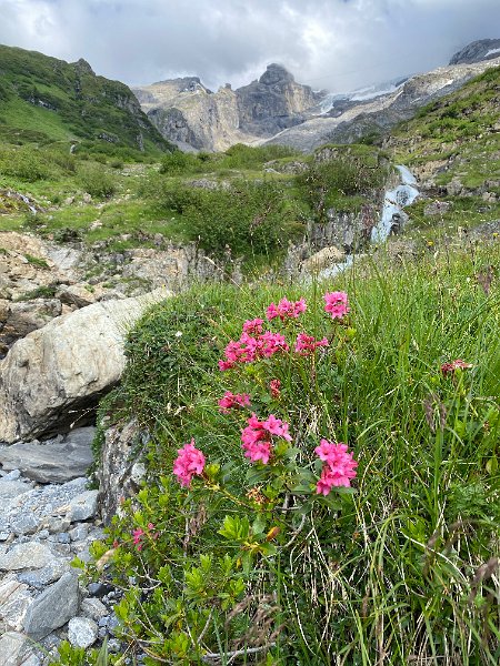 IMG_1711.jpg - Alpenrosen