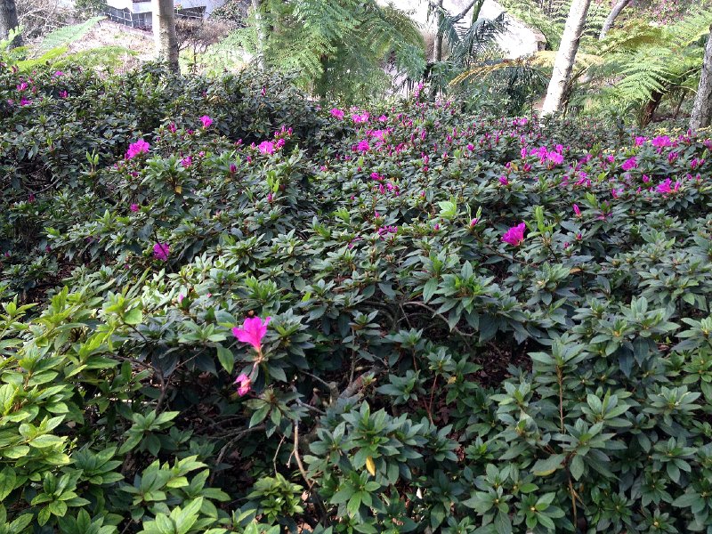 IMG_2871.jpg - im Jardim