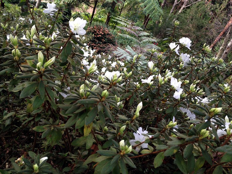 IMG_2872.jpg - im Jardim