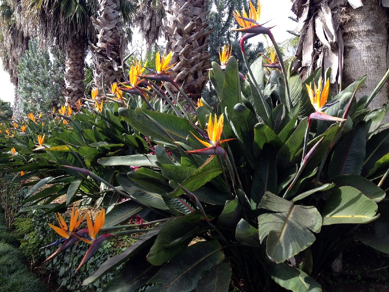 IMG_2877.jpg - Strelitzien