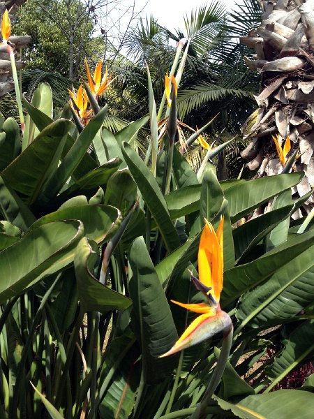 IMG_2878.jpg - Strelitzien