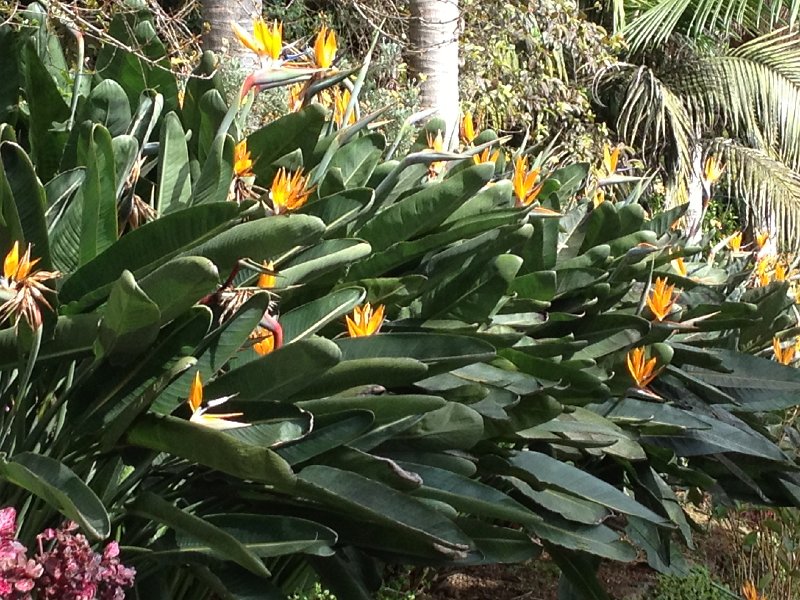 IMG_2880.jpg - Strelitzien