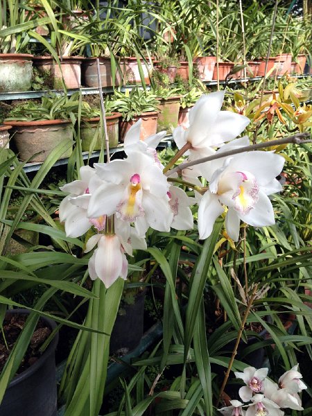 IMG_2881.jpg - Orchideen