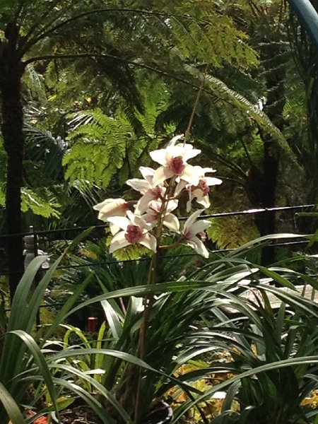 IMG_2883.jpg - Orchideen