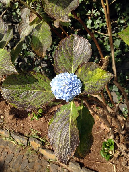 IMG_2884.jpg - Hortensia: Junge Bl�te im Februar