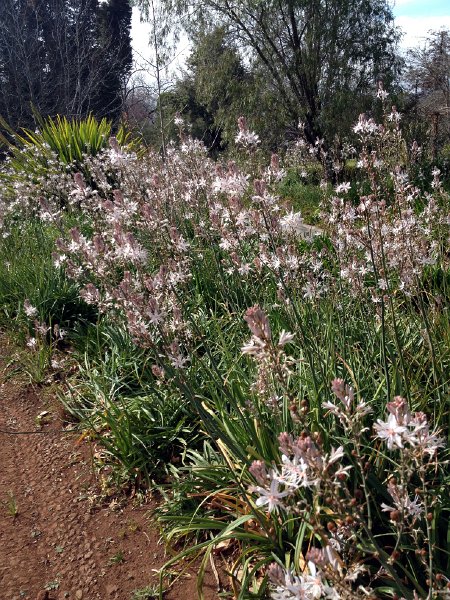 IMG_2892.jpg - Affodil