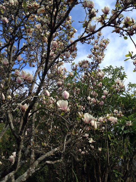 IMG_2896.jpg - Magnolien