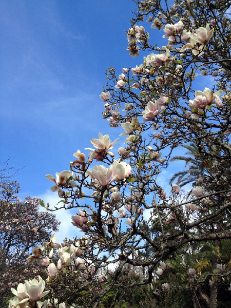 IMG_2897.jpg - Magnolien