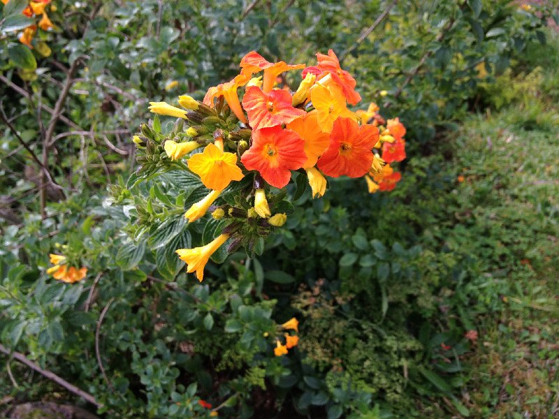 IMG_2907.jpg - Blandy's Garden