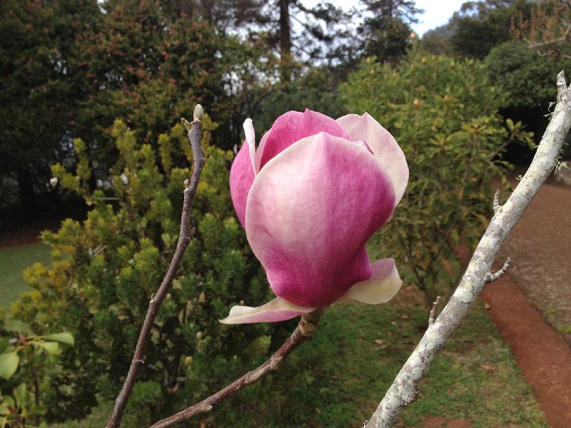 IMG_2911.jpg - Blandy's Garden, Palheiro Ferreiro
