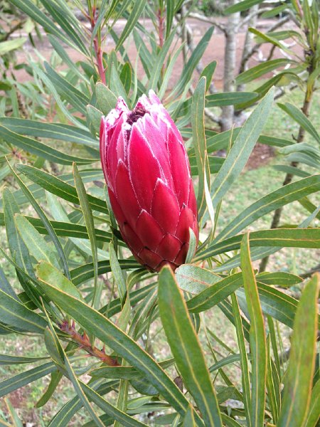 IMG_2912.jpg - Blandy's Garden, Palheiro Ferreiro