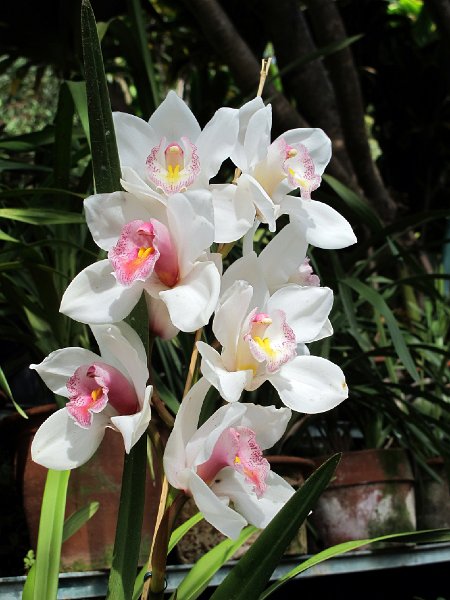 IMG_8642.jpg -                                Orchideen