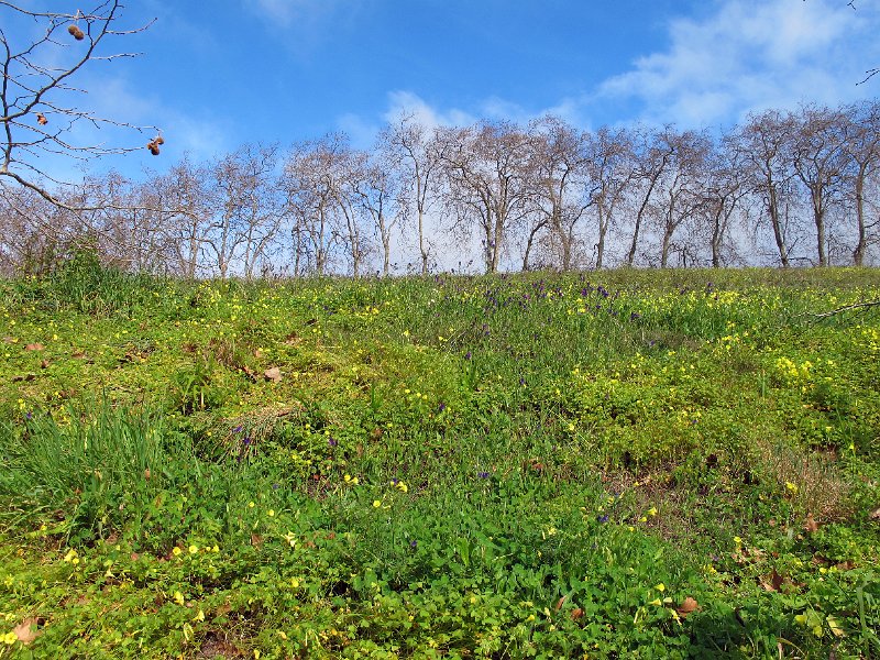 IMG_8677.JPG -                                Quinta do Palheiro Ferreiro