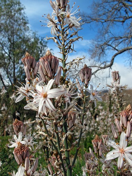 IMG_8682.jpg -                                Affodil