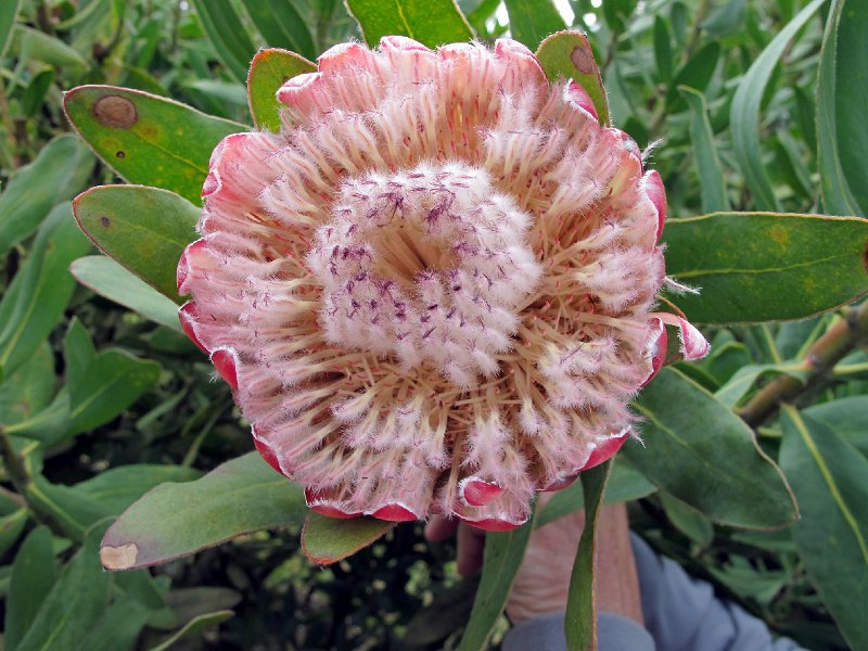 IMG_8759.JPG -                                Blandy's Garden, Palheiro Ferreiro