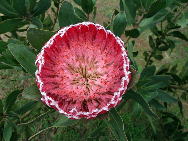 IMG_8763.JPG -                                Blandy's Garden, Palheiro Ferreiro