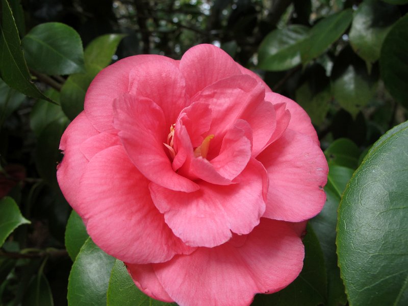 IMG_8773.JPG -                                Kamelien