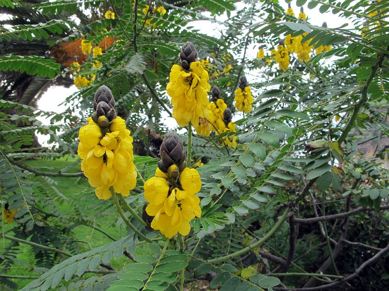 IMG_8778.JPG -                                Blandy's Garden, Palheiro Ferreiro